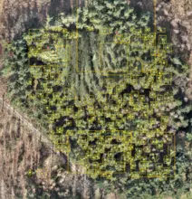 Vermessung von Waldflächen zur Erstellung eines Forstbestandsbuches